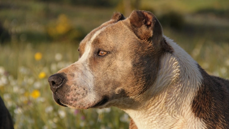 perros pitbull atacan mujer chiautzingo