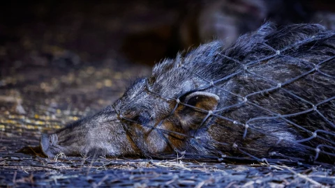 invasión de jabalíes