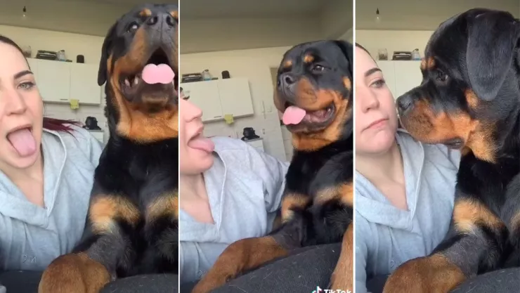 VIDEO: Rottweiler mira enojado a su due&ntilde;a porque imita su respiraci&oacute;n