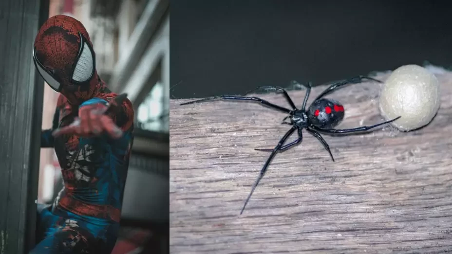 araña