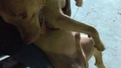 Perrito cruza solo en barco de Isla Mujeres a Cancún