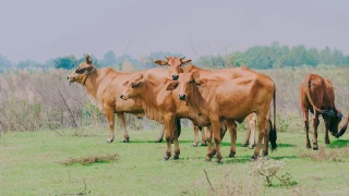 Precio del ganado hoy 15 de septiembre de 2025.jpg