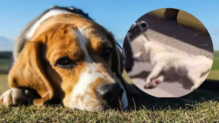 Sujeto arrastra a perrita amarrada a su motocicleta en Guanajuato