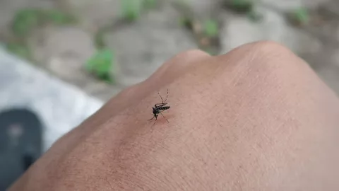 Dile adiós a los mosquitos con este repelente de limón