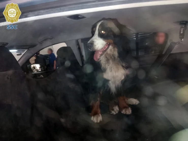 Rescate de perrita “Génova”