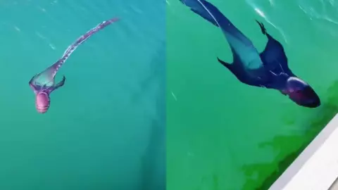 VIDEO: ¿Una sirena? Captan extraña criatura en aguas de México