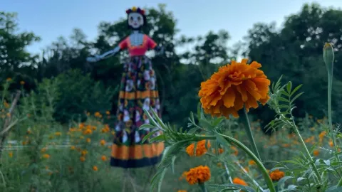 Campo de flor de cempasúchil en Mazatlán, Sinaloa