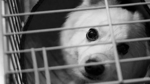 perro macheteado huejotzingo