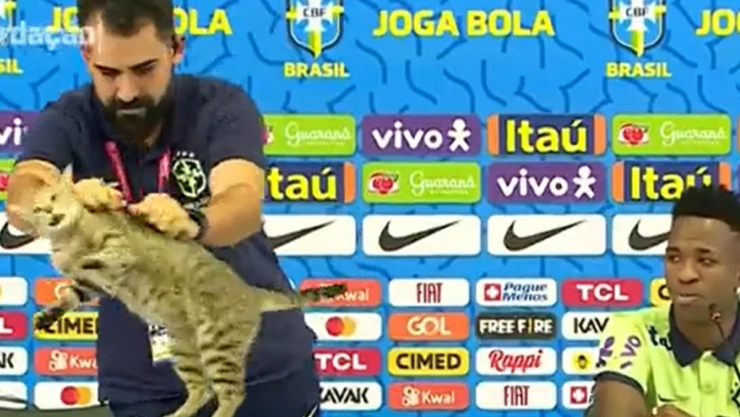 Gato en rueda de prensa
