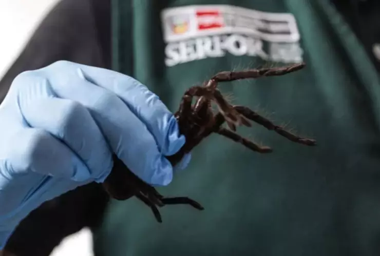 Hombre detenido con tarántulas y otros insectos en el aeropuerto de Perú