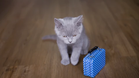Little cat with suitcase