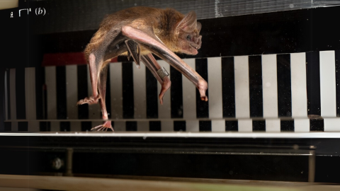 murciélagos vampiro correr