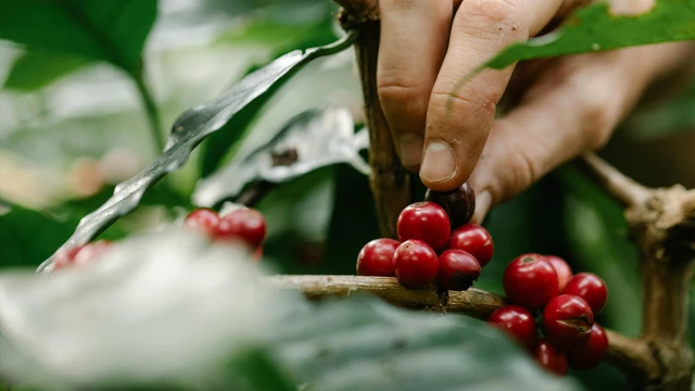¿Por qué es tan difícil sembrar café? Un experto nos revela el secreto ¿Por qué es tan difícil sembrar café? Un experto nos revela el secreto