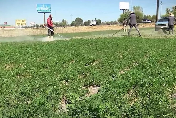 Hijos de jornaleros en Sinaloa no tienen las mismas oportunidades para recibir educación