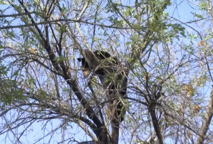 Un ejemplar de oso negro, trepó a la parte alta de un árbol al interior de la Universidad Autónoma de Nuevo León (UANL).