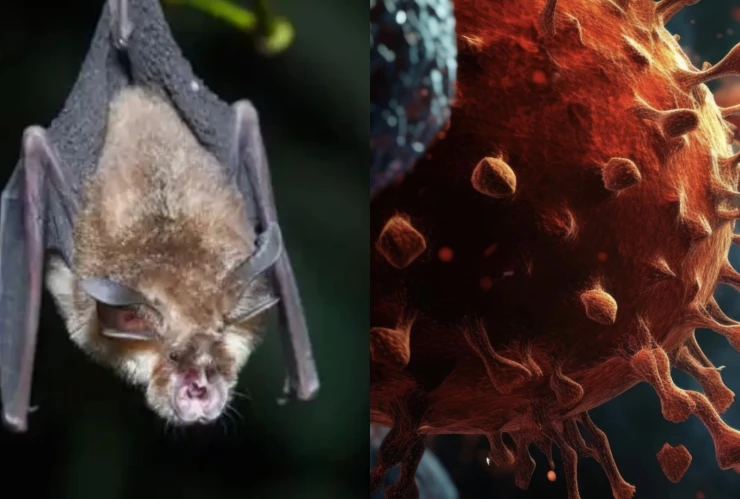 ¿Virus Nipah de India afectará a México? Qué es, cómo se contagia y cuáles son los síntomas