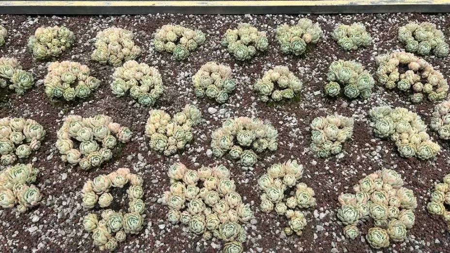 Azotea verde Infonavit