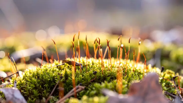Los riesgos de usar musgo en nacimientos navideños.