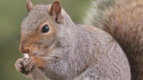 Ardilla causa terror en pueblo de Gales.jpg