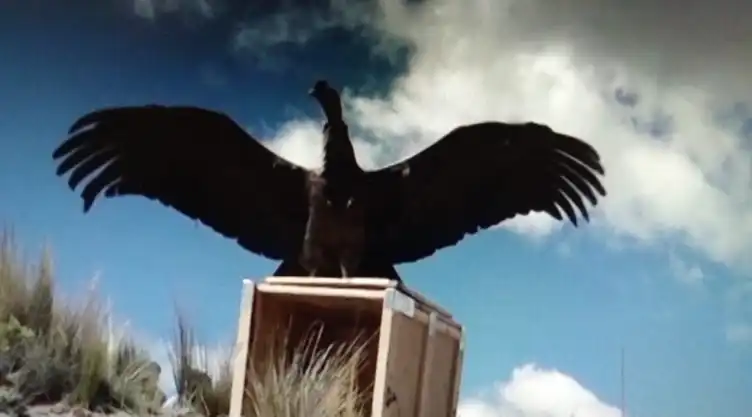 Cóndor andino fue liberado en las montañas de Bolivia