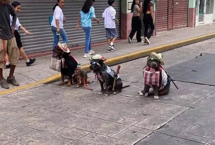 Desfile del 20 de noviembre_ Perritos roban miradas en el Centro de Mérida