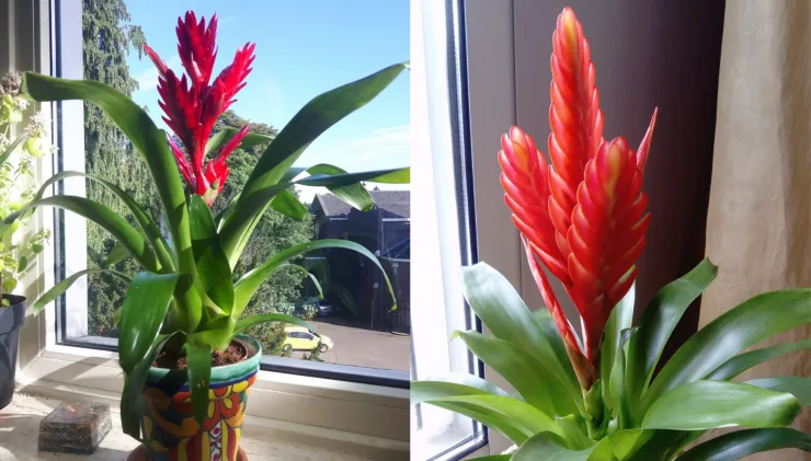 vriesea planta de interior