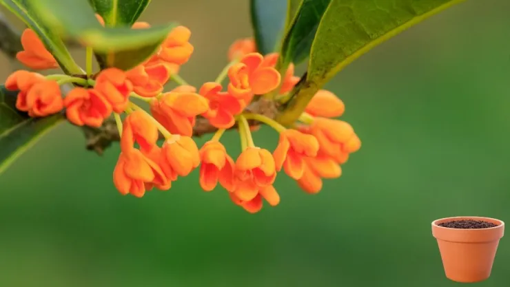 El árbol perfumado ideal para terrazas pequeñas así se cultiva en maceta.jpg