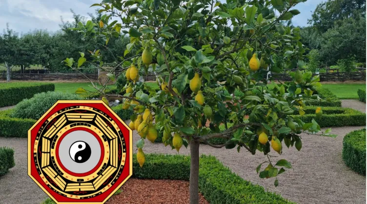 En qué parte de la casa debes colocar el limonero para atraer la abundancia