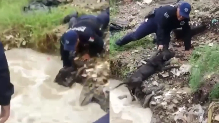 tormenta-en-ciudad-juarez-chihuahua-policias-rescatan-a-perro-arrastrado-por-la-corriente