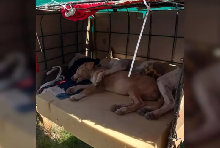 Señor lleva a sus perritas a esterilizar desde Ejido Tastes hasta Los Mochis