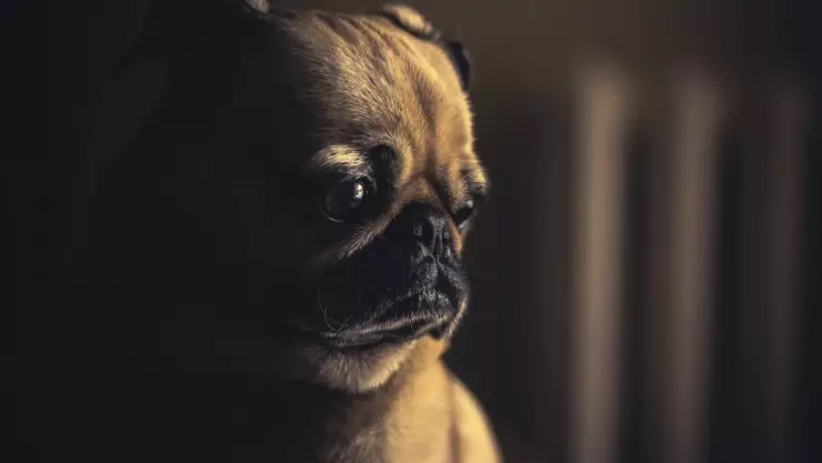 ¿Adiós a estos lomitos? Prohíben tener perros Pug por esta razón