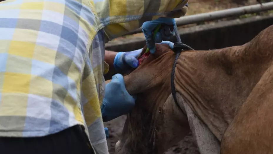 Casos de gusano barrenador en México