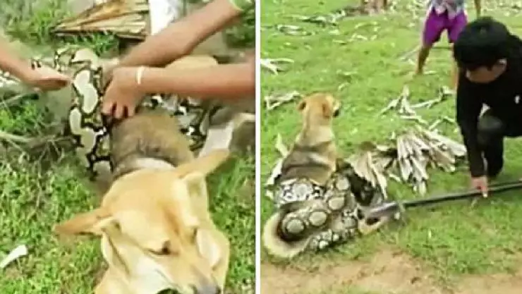 Video Niños rescatan a perro que fue atrapado por una serpiente