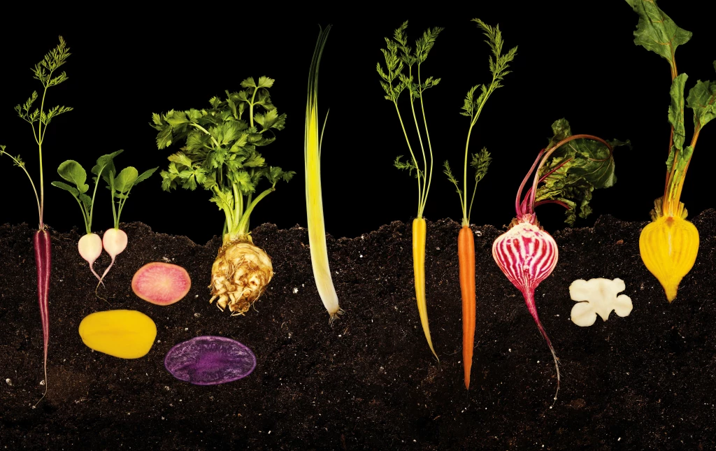 vegetable garden.jpg