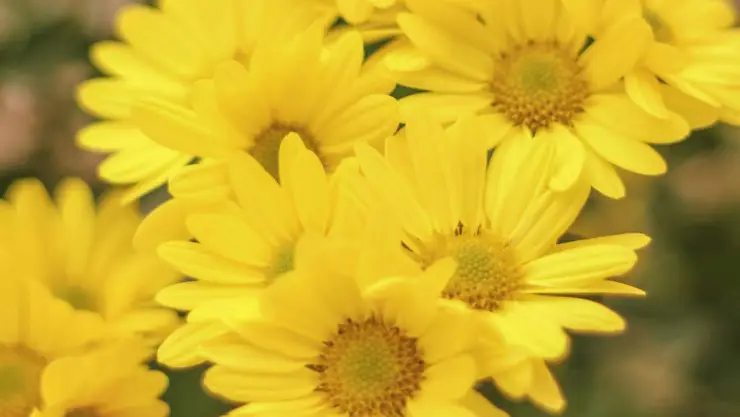 ¿Por qué se regalan flores amarillas el 21 de marzo_ Esto significa