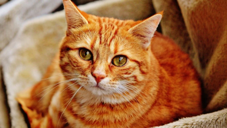 gatitos_japon_comedor