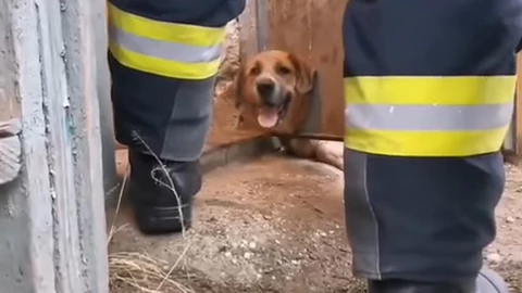 perrito_bomberos_puerta_metalica