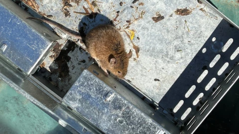 plaga_ratas_australia