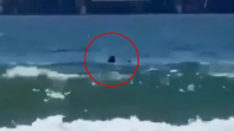 VIDEO | Joven es atacado por un tiburón mientras nadaba en playa de Israel
