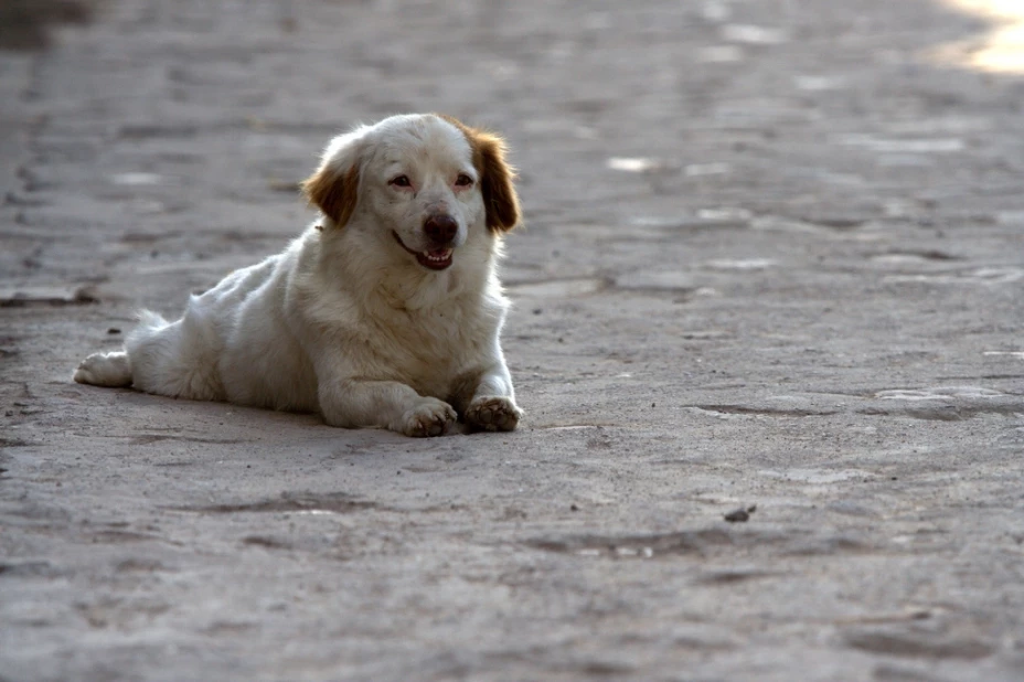 Arroja a perro al pavimento