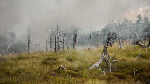 Lluvia ácida: ¿Qué es y qué daños produce? UNAM lo explica.