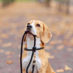 perro (3).png