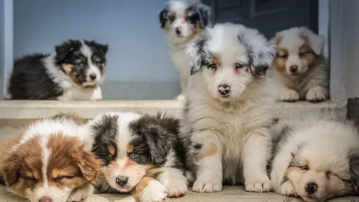 Hombre conmueve con fiesta de cumpleaños a sus perritos. (VIDEO)