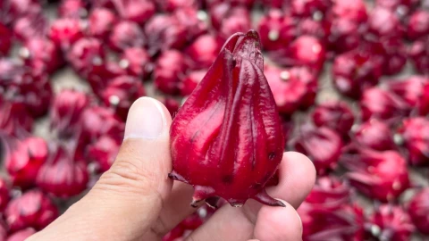 La flor que todos conocen, ideal para diabéticos y para reducir el azúcar en la sangre