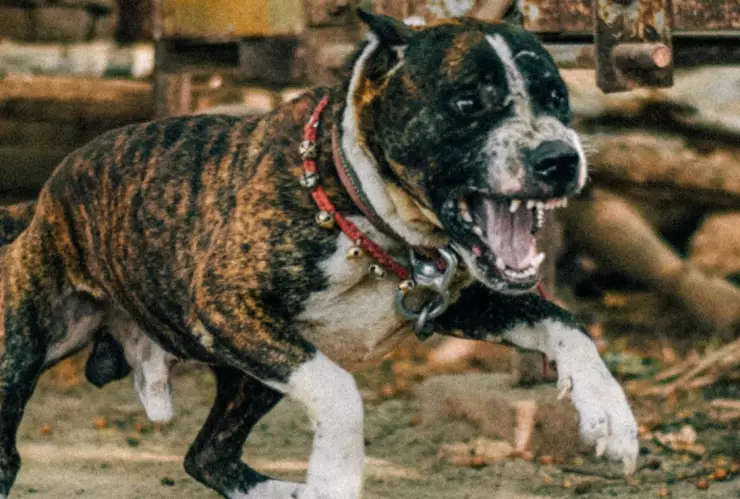 ataque de perro pitbull en bogota