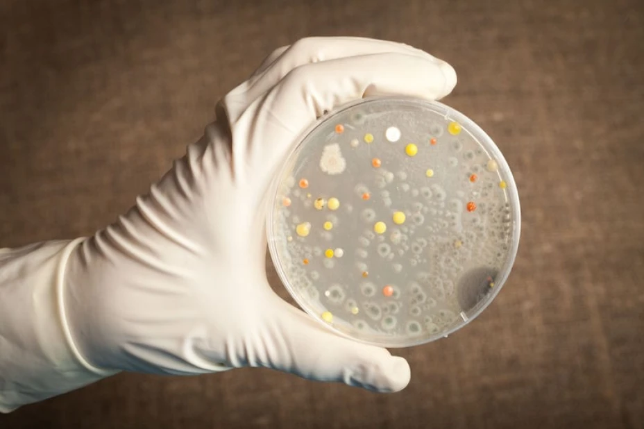bacteria
