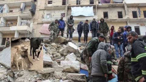 Gato y perro se abrazan tras terremoto en Siria