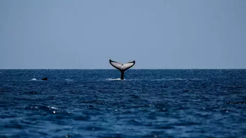 ballena