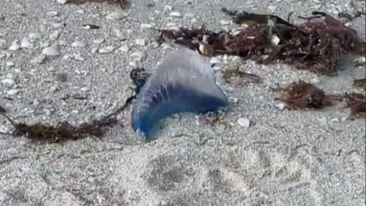 Video Turista captan extrañas criaturas en el mar de Yucatán