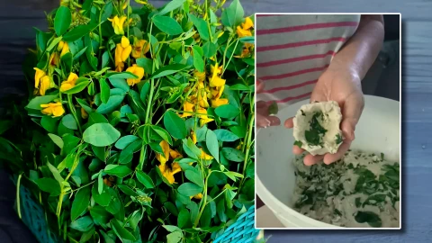 Chipilín: planta comestible y remedio natural usado en medicina tradicional